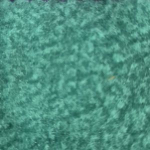 Jade 100% Polyester Anti Pill Polar Fleece 304 gsm-150 cms wide